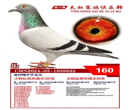 天虹小特比鴿王160名