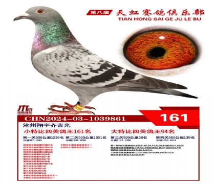 天虹小特比鴿王161名