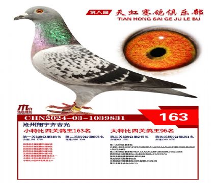 天虹小特比鴿王163名