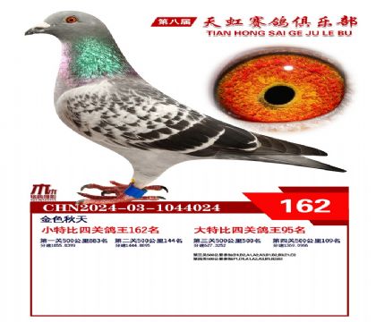 天虹小特比鴿王162名
