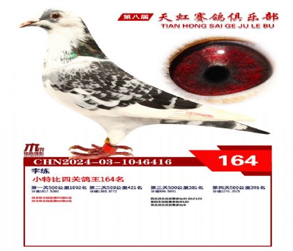 天虹小特比鴿王164名