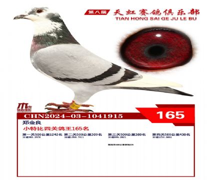 天虹小特比鴿王165名