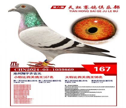 天虹小特比鴿王167名