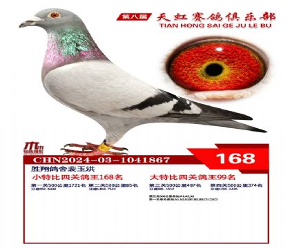 天虹小特比鴿王168名