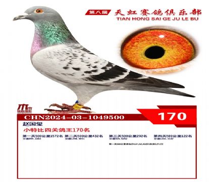天虹小特比鴿王170名