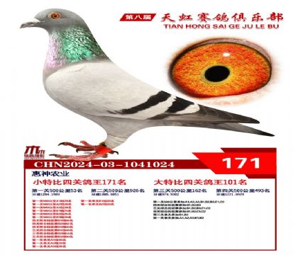 天虹小特比鴿王171名