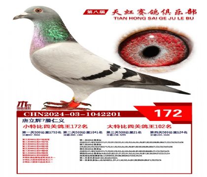 天虹小特比鴿王172名