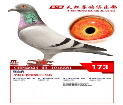 天虹小特比鴿王173名