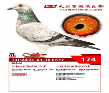 天虹小特比鴿王174名