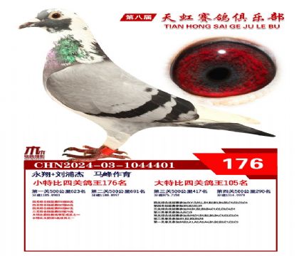 天虹小特比鴿王176名