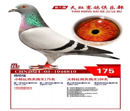 天虹小特比鴿王175名