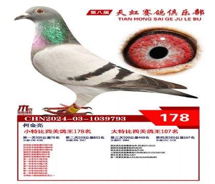 天虹小特比鴿王178名