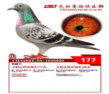 天虹小特比鴿王177名