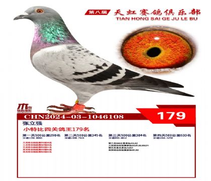 天虹小特比鴿王179名