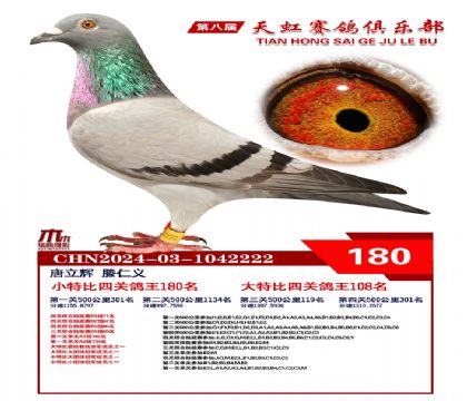 天虹小特比鴿王180名
