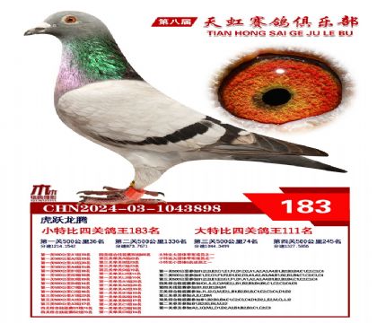 天虹小特比鴿王183名