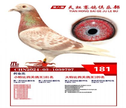 天虹小特比鴿王181名