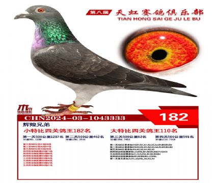 天虹小特比鴿王182名
