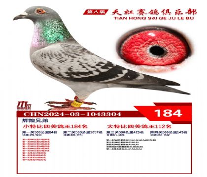 天虹小特比鴿王184名