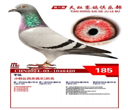 天虹小特比鴿王185名