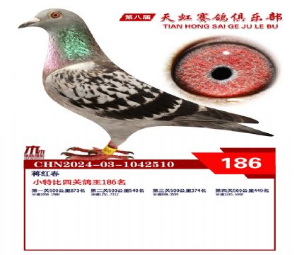 天虹小特比鴿王186名