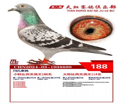 天虹小特比鴿王188名