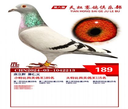 天虹小特比鴿王189名