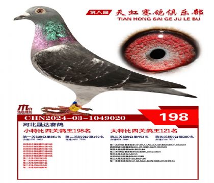 天虹小特比鴿王198名