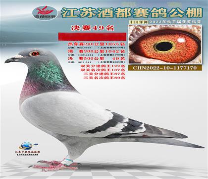 下代鴿之一公棚決賽49名