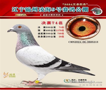 下代鴿一今年又飛公棚決賽74