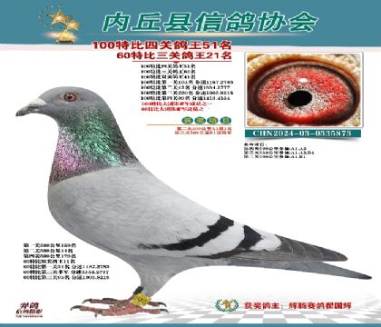 特比四關(guān)鴿王51名