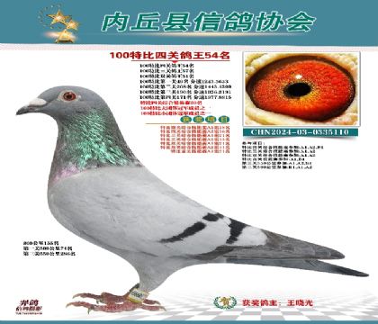 特比四關(guān)鴿王54名