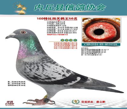 特比四關(guān)鴿王56名