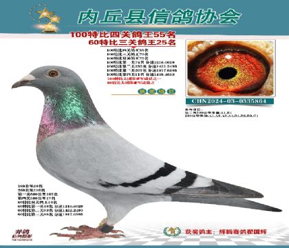 特比四關(guān)鴿王55名