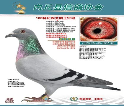 特比四關(guān)鴿王53名