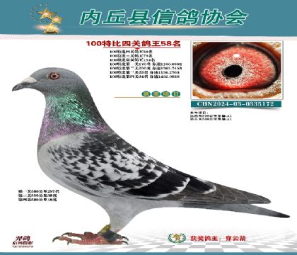 特比四關(guān)鴿王58名