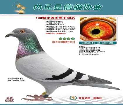 特比四關(guān)鴿王60名