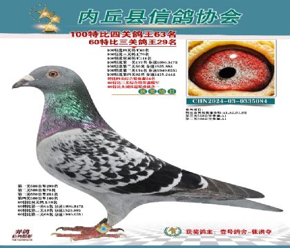 特比四關(guān)鴿王63名