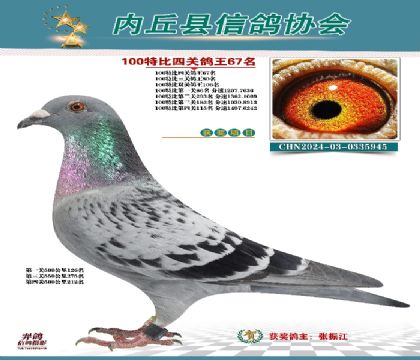 特比四關(guān)鴿王67名