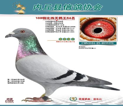 特比四關(guān)鴿王64名