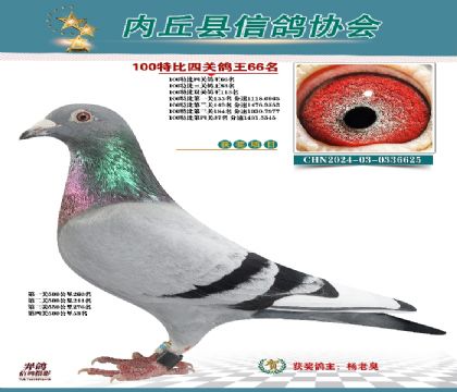 特比四關(guān)鴿王66名