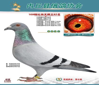 特比四關(guān)鴿王62名
