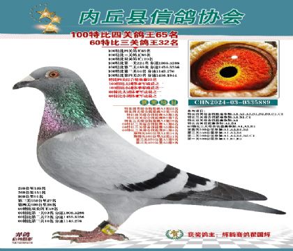 特比四關(guān)鴿王65名