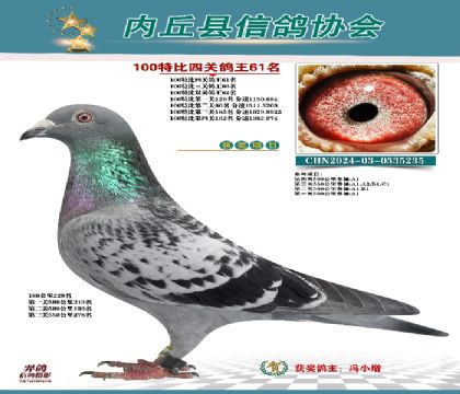 特比四關(guān)鴿王61名