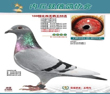 特比四關(guān)鴿王68名