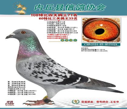 特比四關(guān)鴿王71名