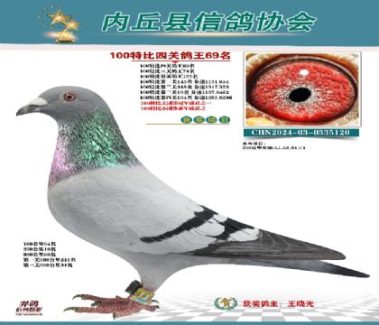 特比四關(guān)鴿王69名