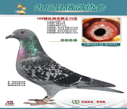 特比四關(guān)鴿王70名