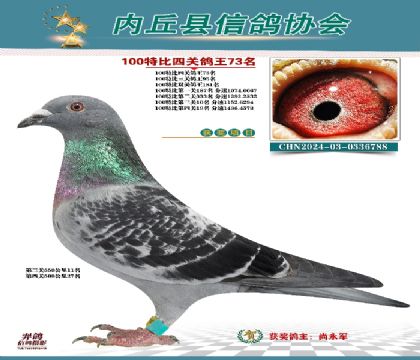 特比四關(guān)鴿王73名