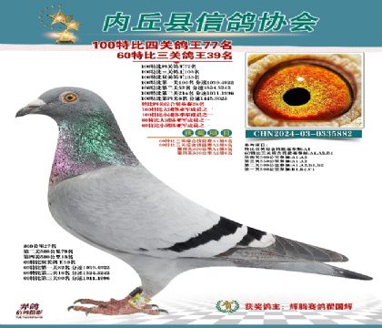 特比四關(guān)鴿王77名